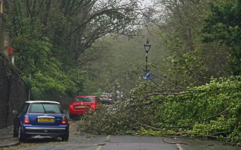 UN SDG Goals: Tree regeneration Plan to save trees in Jersey