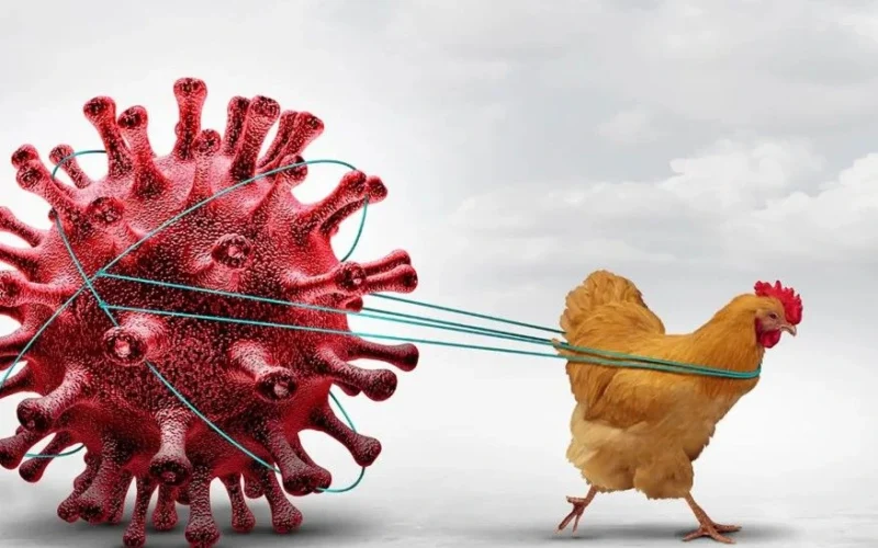 Bird flu threat in America: 46 human cases and 107 million poultry affected