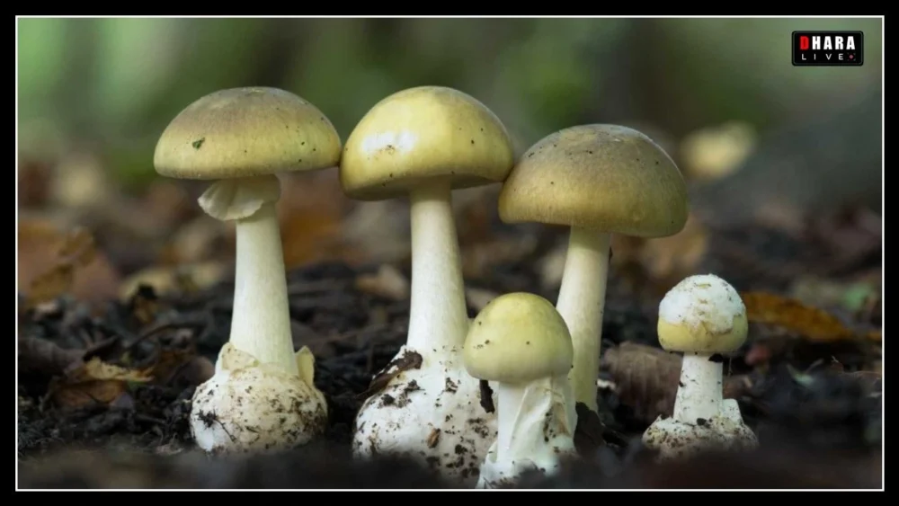 Death Cap: The world's most dangerous mushroom; can be fatal