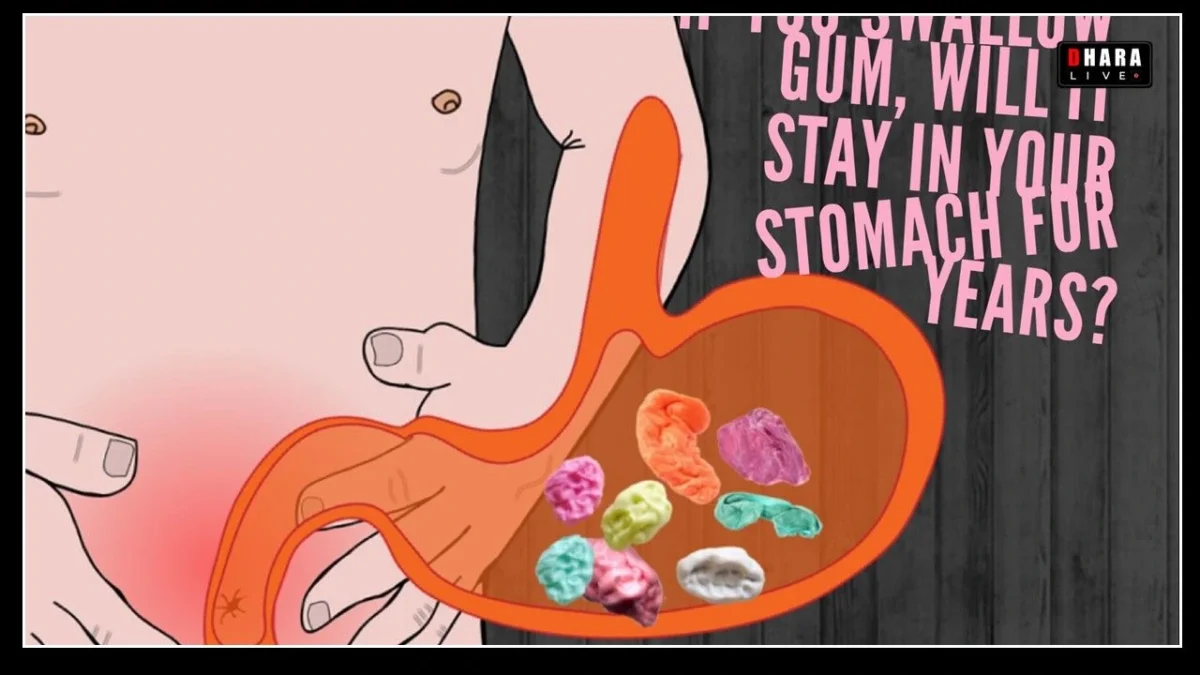 Truth of Swallowing Gum: Does it really stay in the stomach for 7 years?