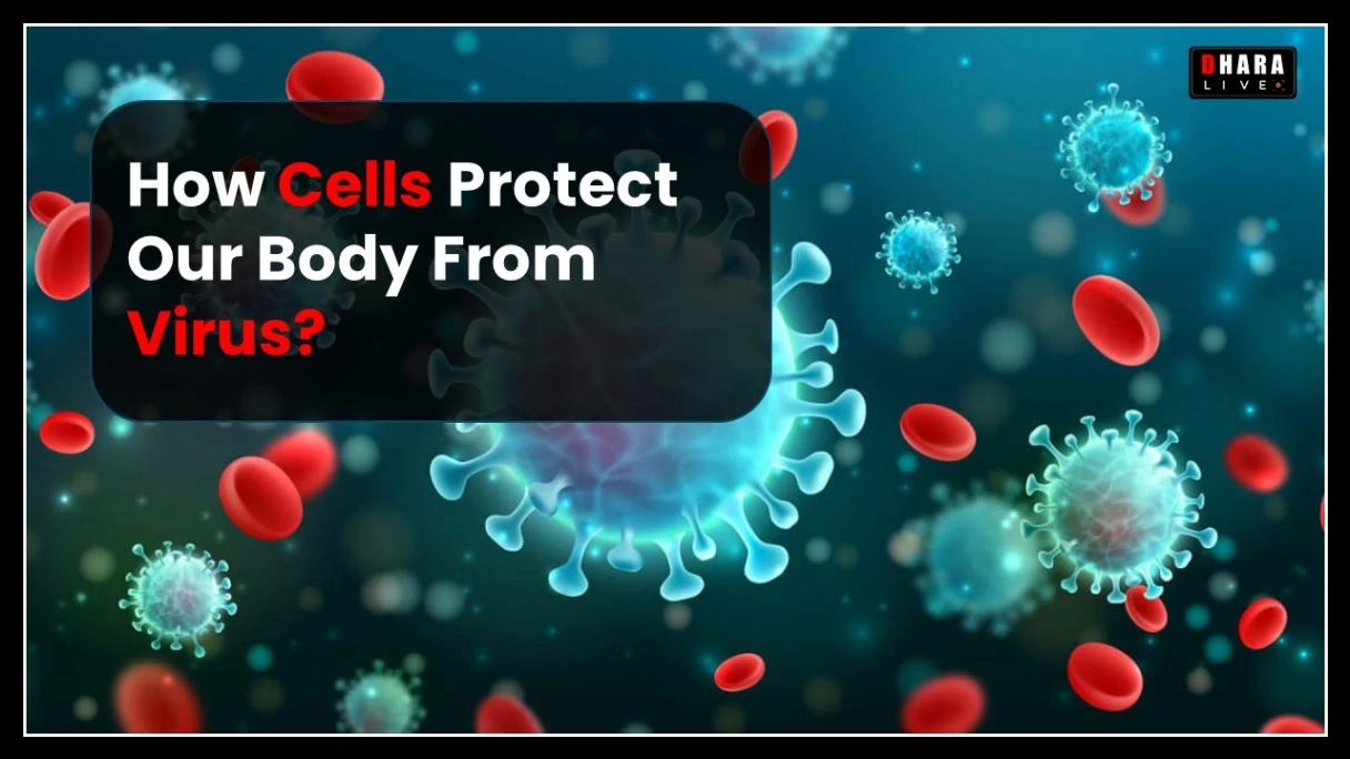 How do cells protect our body from viruses?