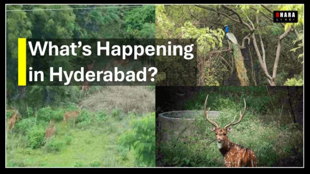 kancha-gachibowli-latest-update-what-supreme-court-says-on-telangana-deforestation-biodiversity-threat-urban-green-loss-in-hyderabad