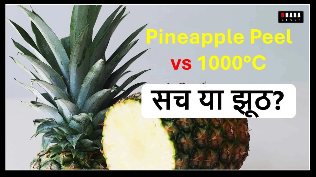 pineapple-peel-does-not-burn-even-at-1000c-temperature-know-about-pineapple-peels-fireproof-and-natural-insulation-roofing-technology