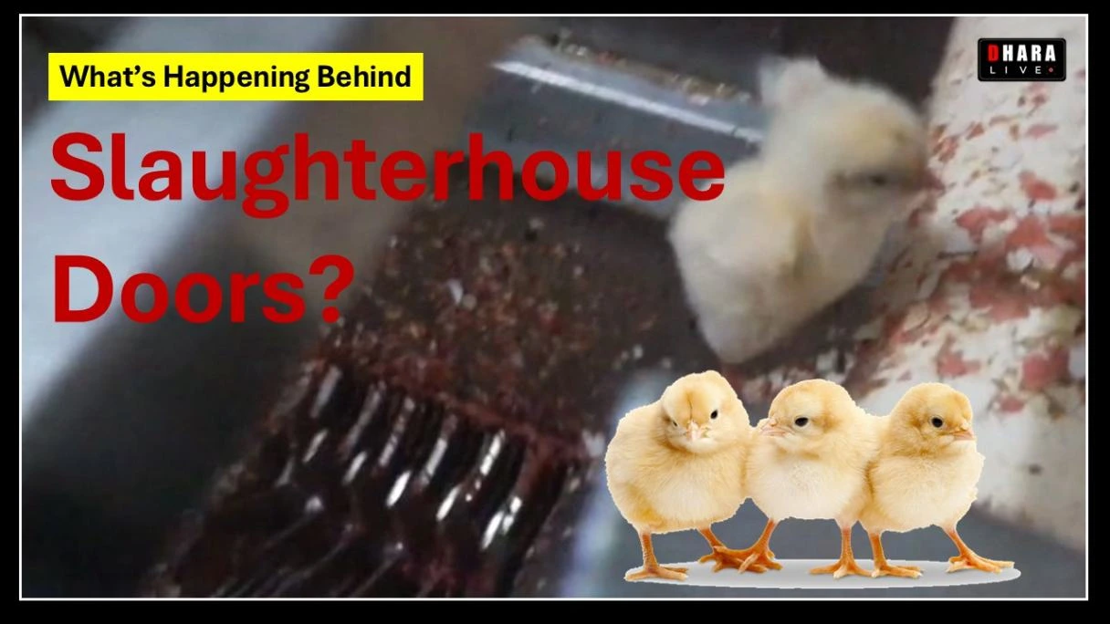 if-you-eat-meat-then-it-is-important-to-know-this-the-hidden-truth-of-meat-eggs-dairy-farming-in-india