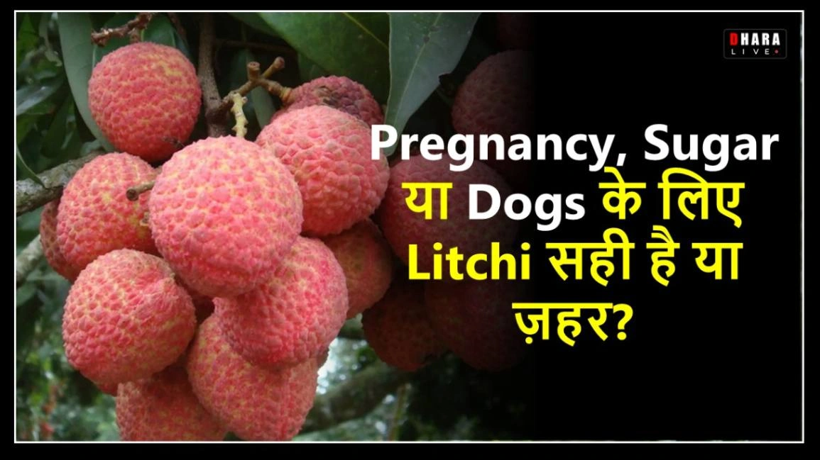 what-are-the-benefits-of-eating-litchi-is-it-safe-for-pregnancy-dogs-and-sugar-patients-or-not-know-the-truth