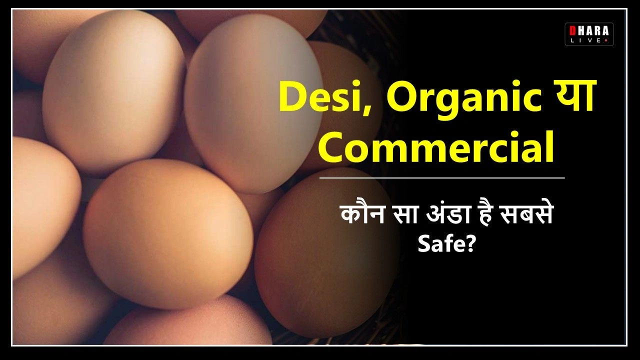 are-eggs-healthy-or-harmful-know-the-truth-about-commercial-organic-and-desi-eggs