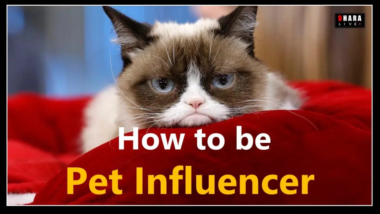 How Much Money Do Instagram Cats And Dogs Make? How To Become A Pet Blogger? Know Pet Influencer Trends 2025